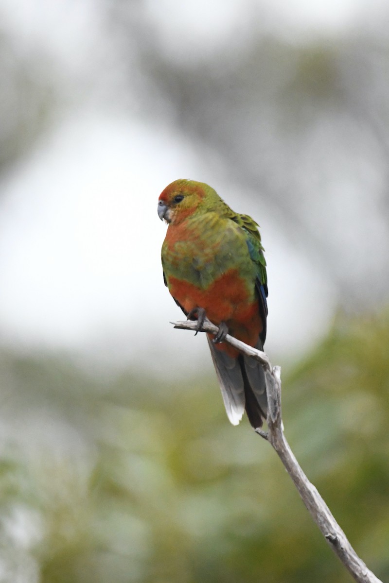 Western Rosella - ML326411671