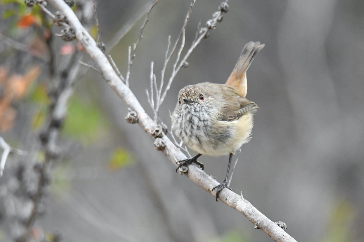 Inland Thornbill - ML326411711