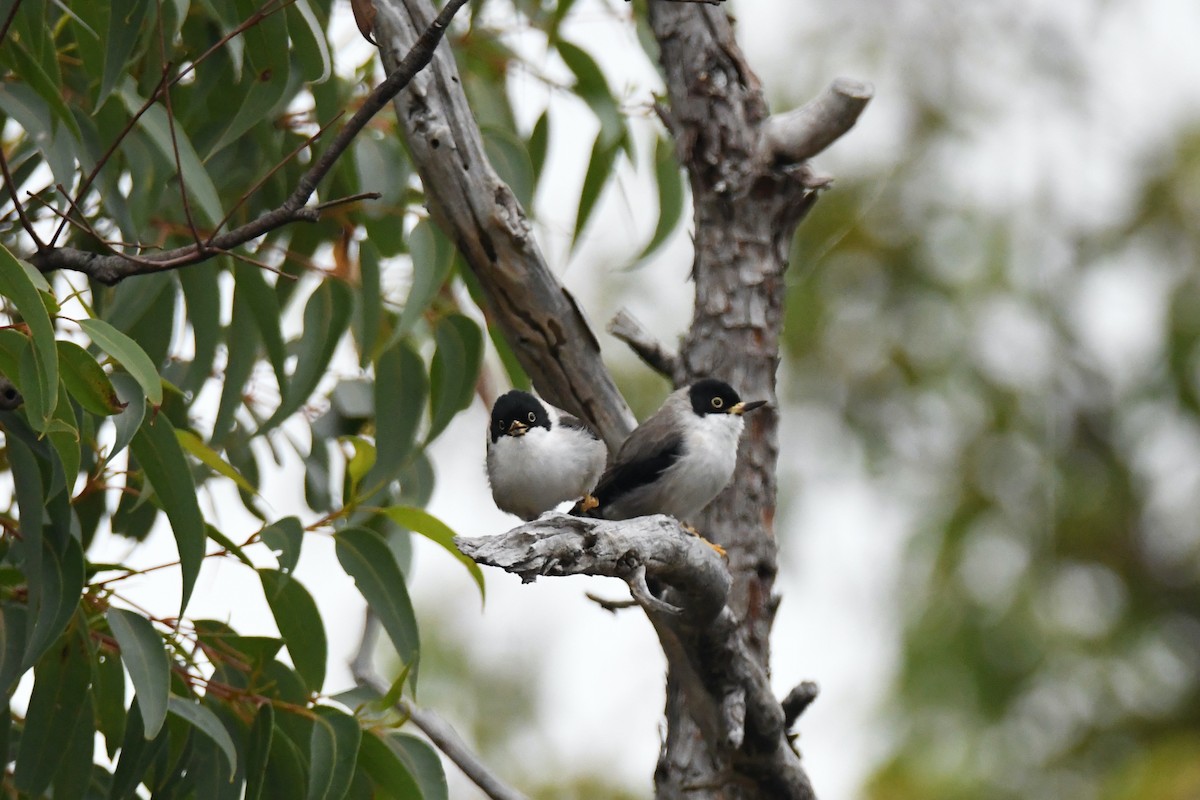 Varied Sittella (Black-capped) - ML326411751