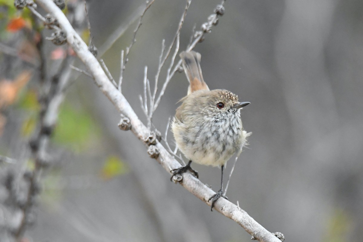 Inland Thornbill - ML326411761