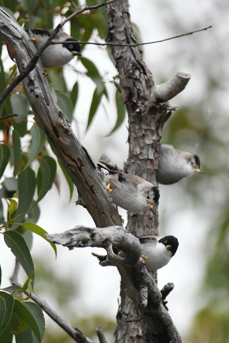 Varied Sittella (Black-capped) - ML326411771