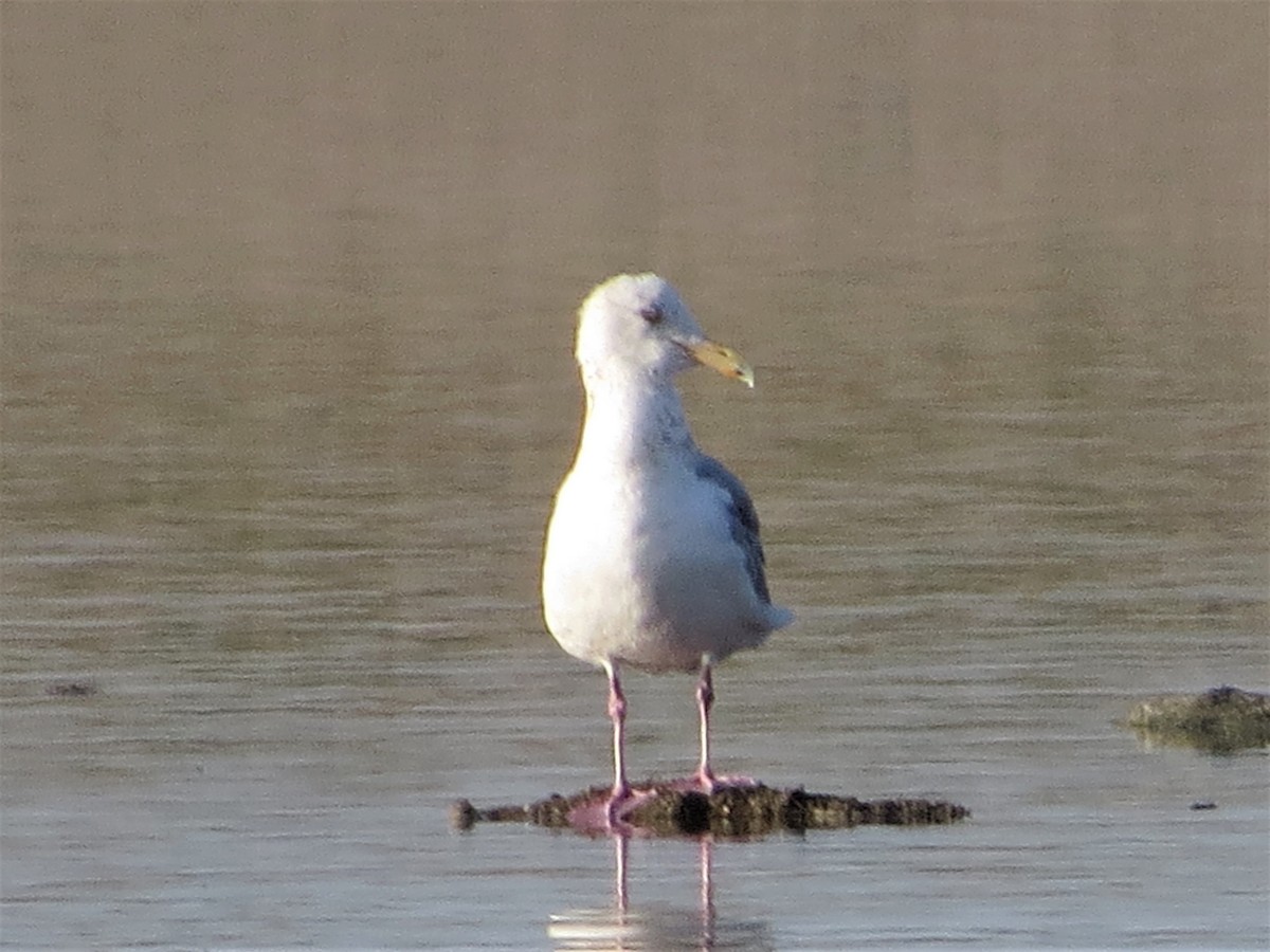 Herring Gull - ML326411801