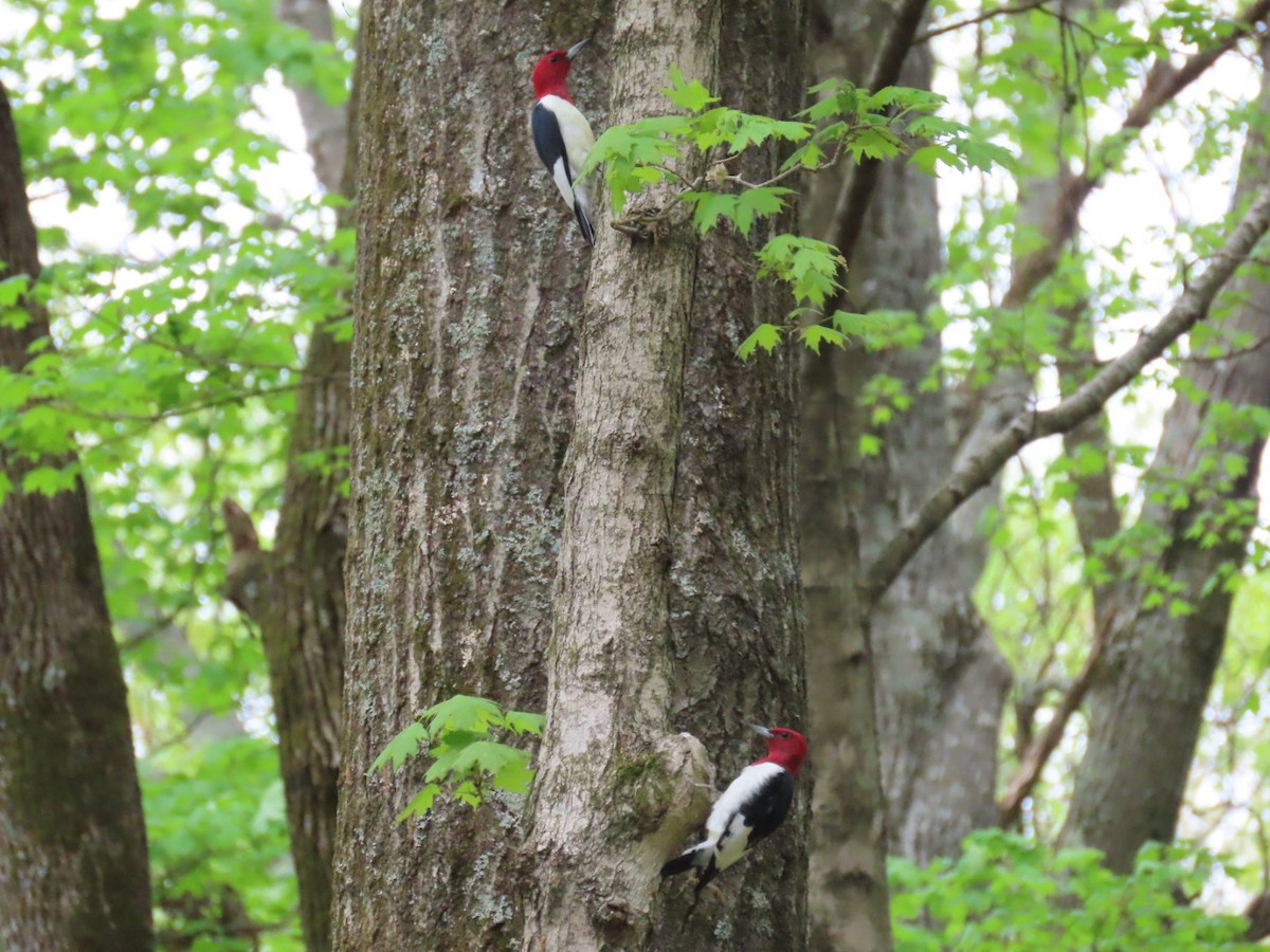 Red-headed Woodpecker - ML326412981