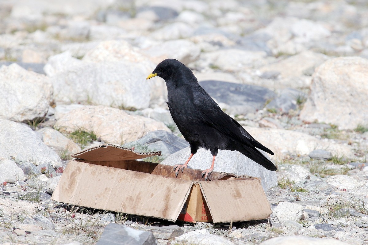 Yellow-billed Chough - ML326413791