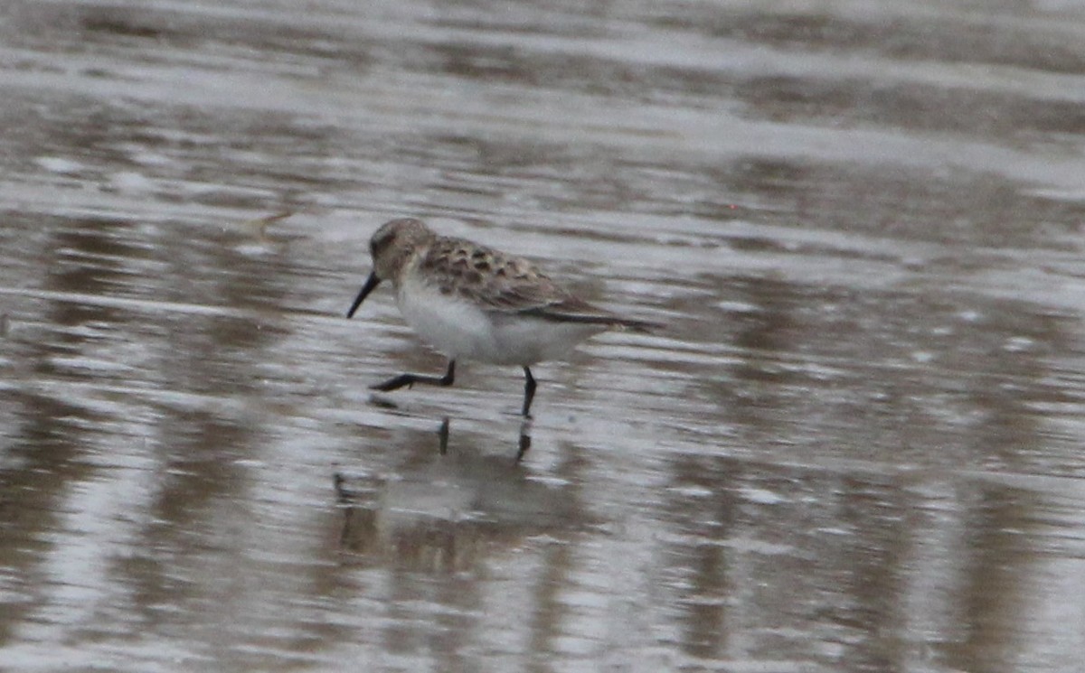 Baird's Sandpiper - ML326413891