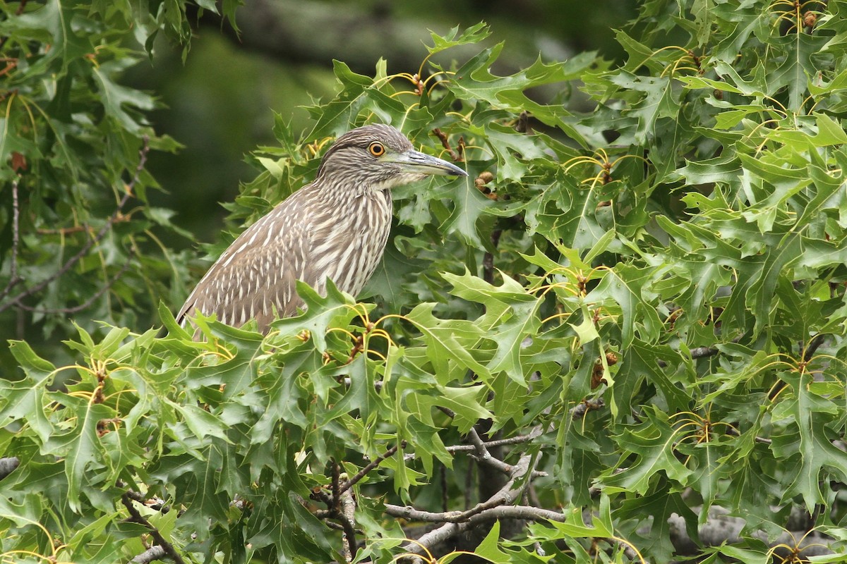 Black-crowned Night Heron - Evan Lipton