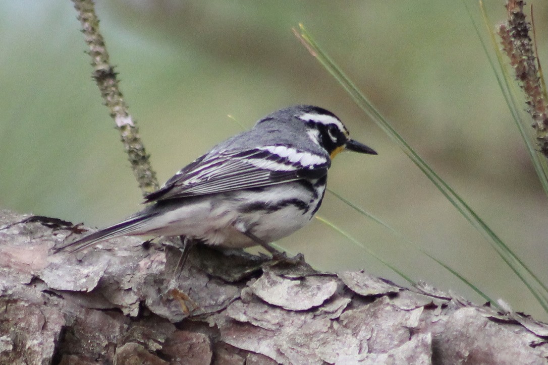 Yellow-throated Warbler - Kevin Markham