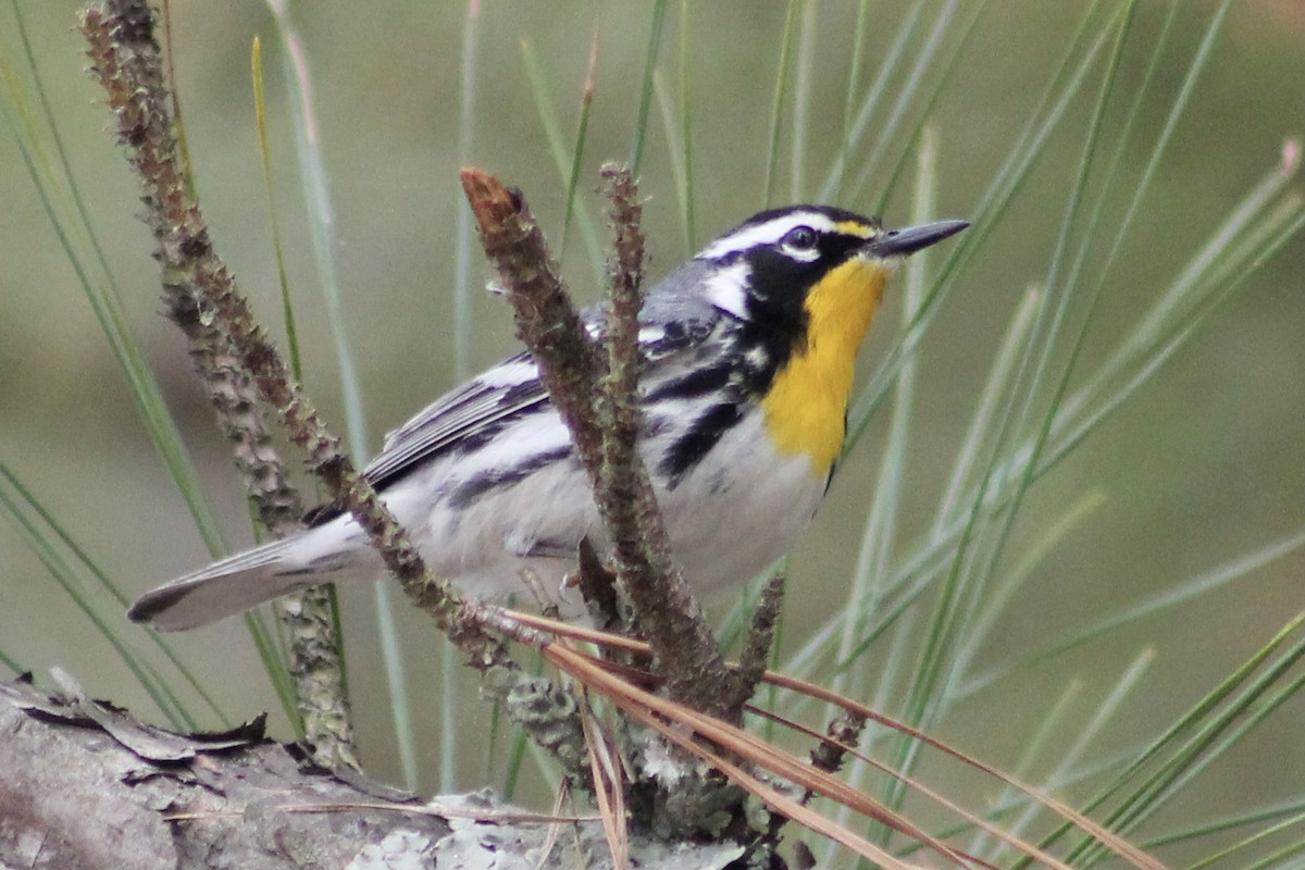 Yellow-throated Warbler - Kevin Markham