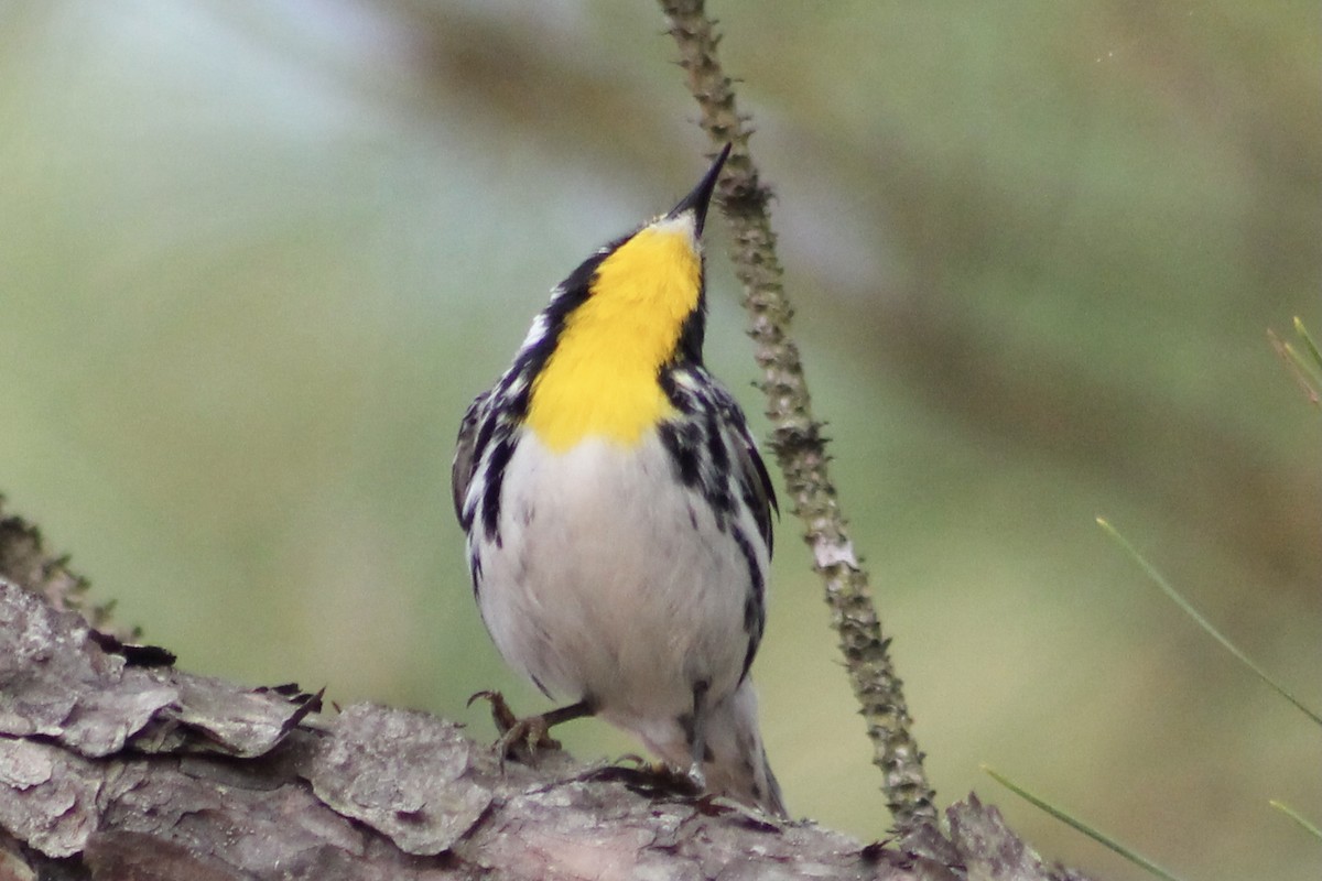 Yellow-throated Warbler - Kevin Markham