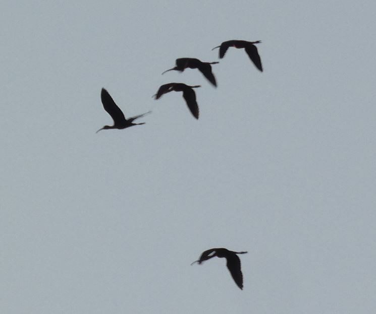 ibis hnědý - ML326416871