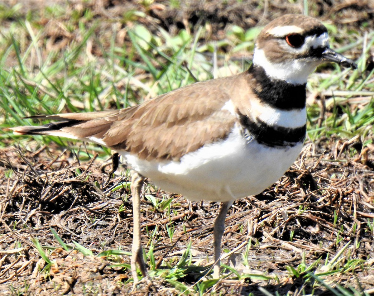 Killdeer - Lucio 'Luc' Fazio