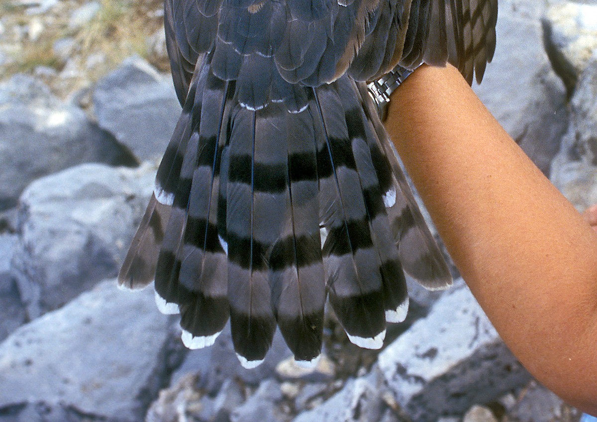 Cooper's Hawk - ML326419641