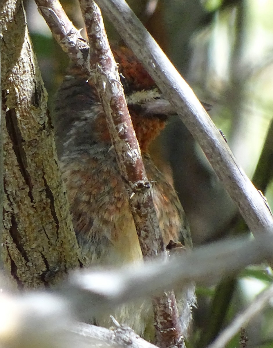 Red-breasted Sapsucker - ML32642081