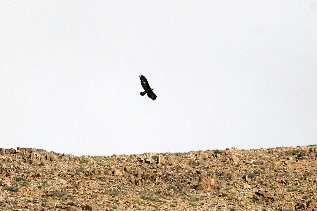 Águila Real - ML326421511