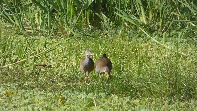 Giant Wood-Rail - ML326421691