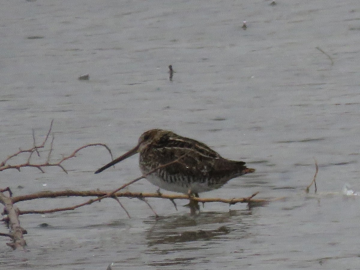 Wilson's Snipe - ML326423021