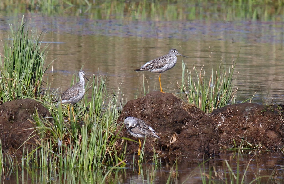 Greater Yellowlegs - ML326423081