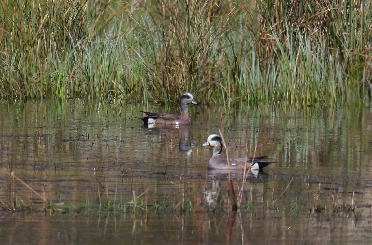 American Wigeon - ML326423681