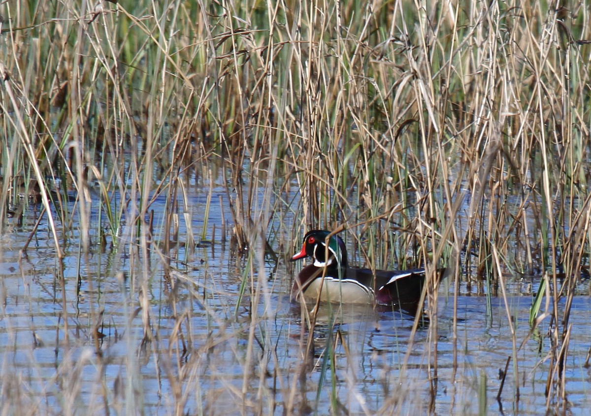 Wood Duck - ML326423931