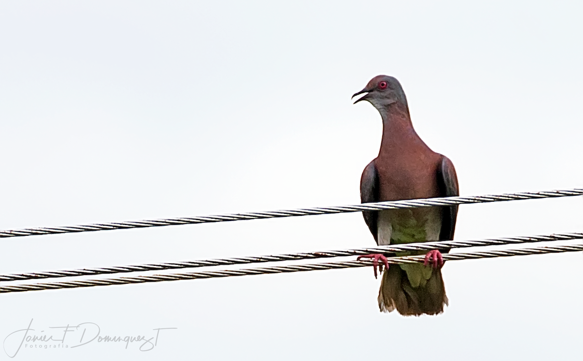 Pale-vented Pigeon - Javier Fernando Dominguez Trujillo