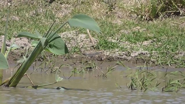 Pectoral Sandpiper - ML326424461