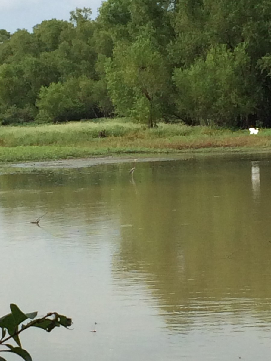 Tricolored Heron - ML32642451