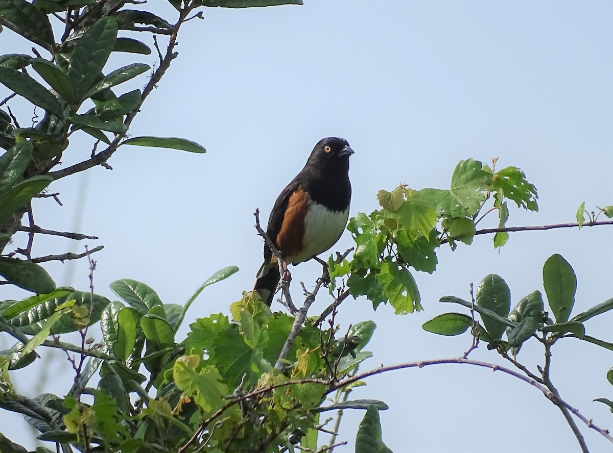 Eastern Towhee (White-eyed) - Amy Simmons