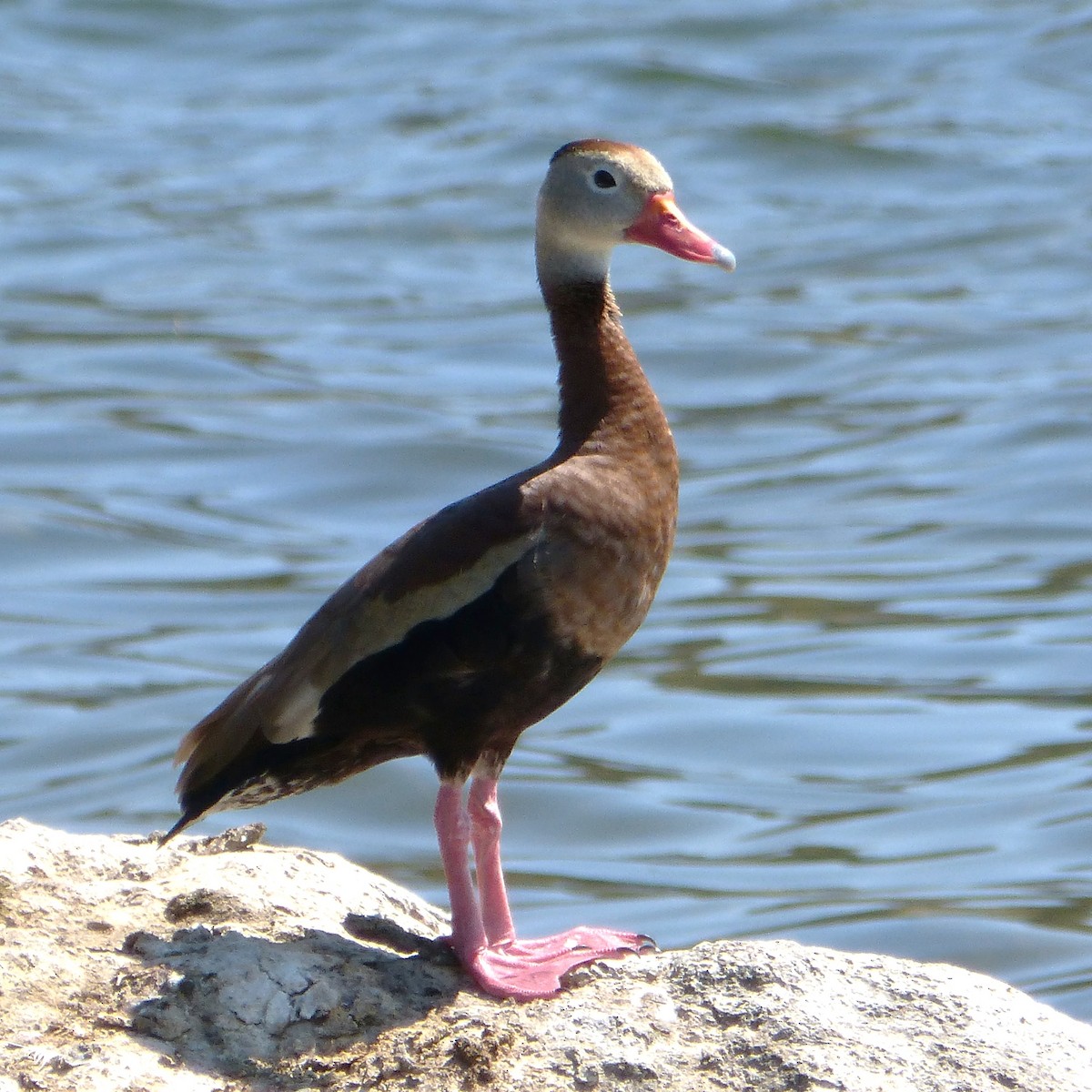 Black-bellied Whistling-Duck - ML32642621