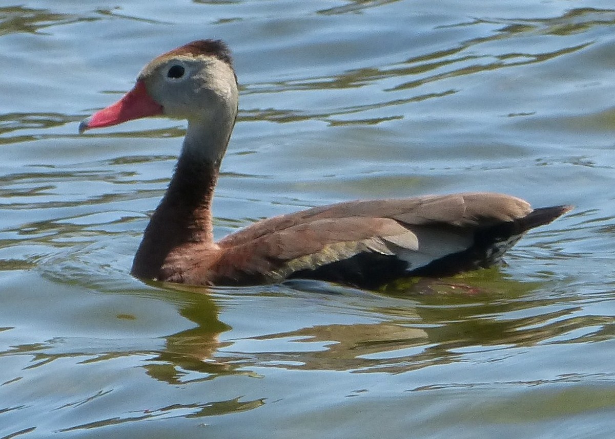 Dendrocygne à ventre noir - ML32642631