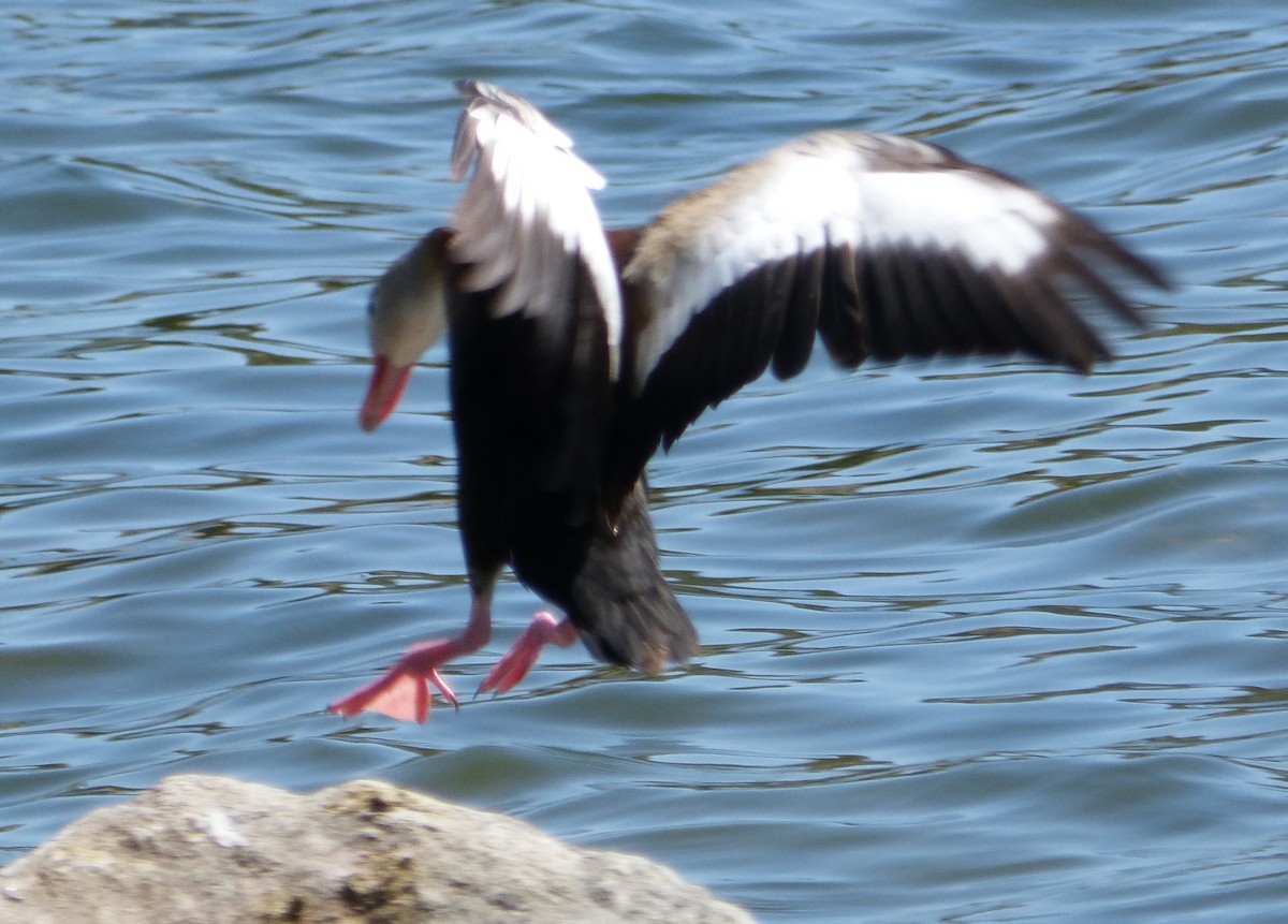 Black-bellied Whistling-Duck - ML32642661