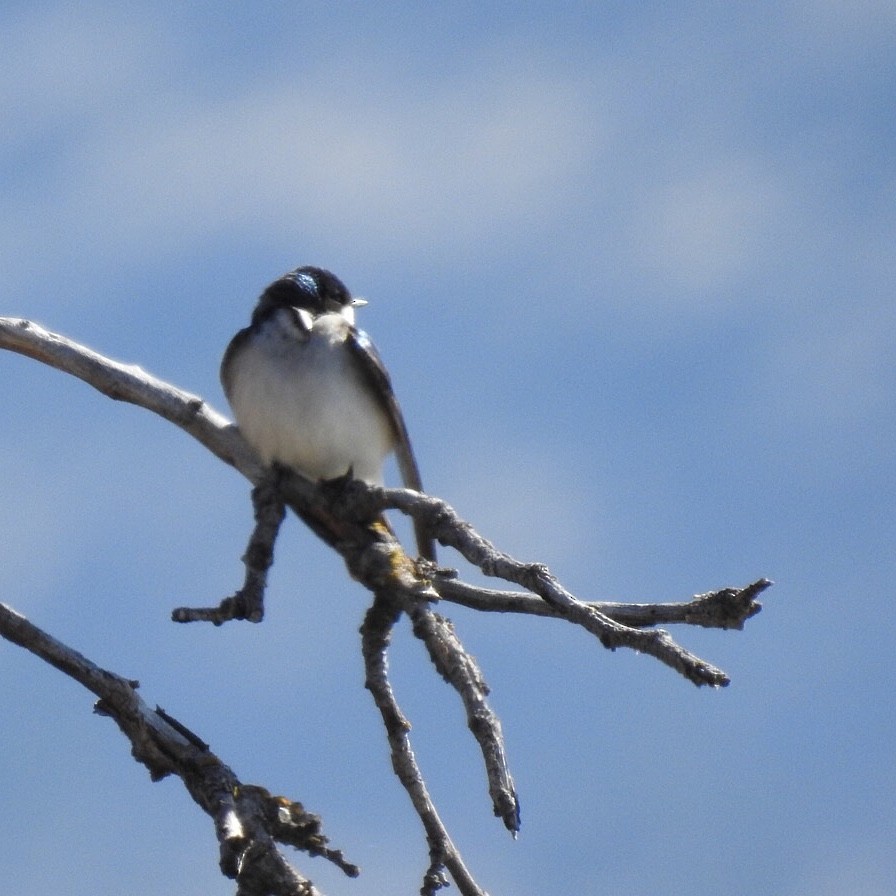 Tree Swallow - ML326427941