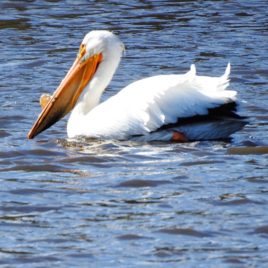 American White Pelican - Susan Kirkbride