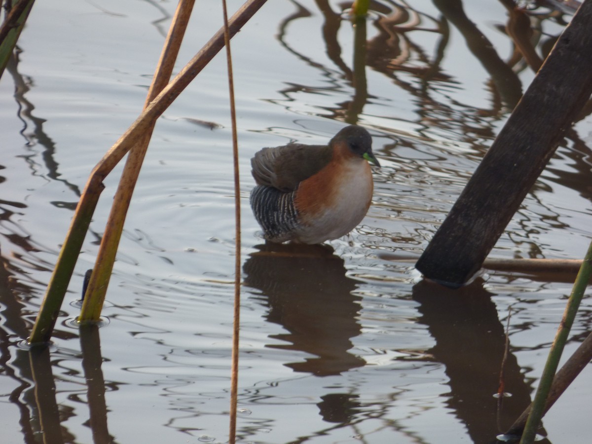 Rufous-sided Crake - ML32643001