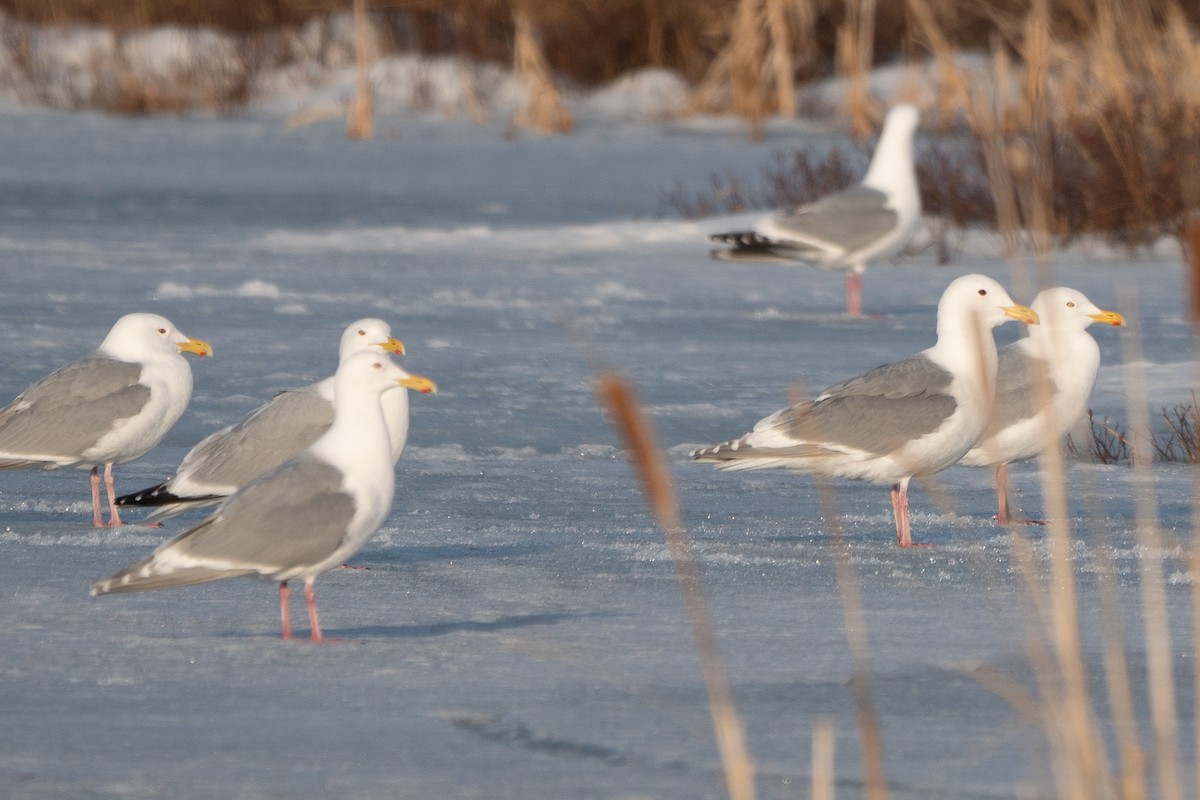 Gaviota de Bering - ML326431291