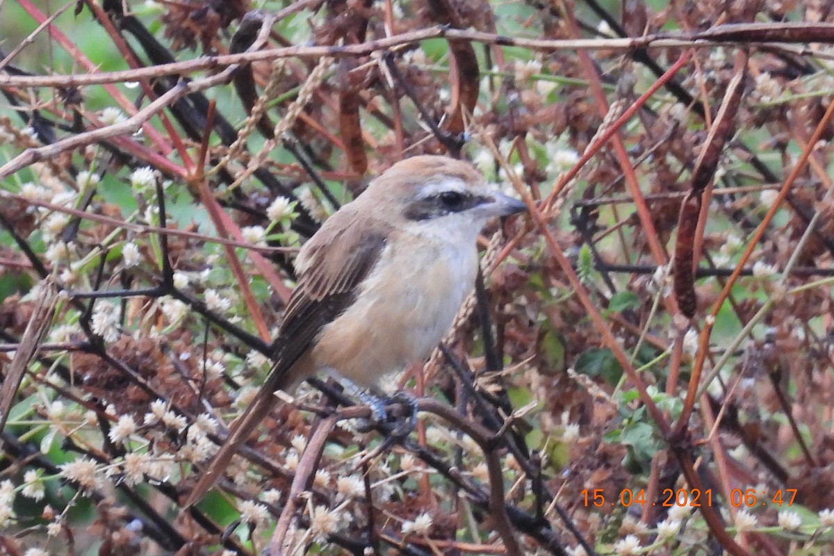 Brown Shrike - ML326431591