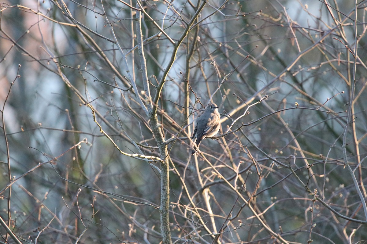 Townsend's Solitaire - ML326431711