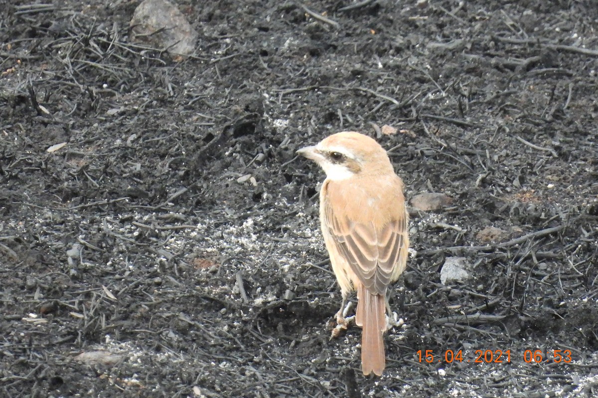 Brown Shrike - ML326431931