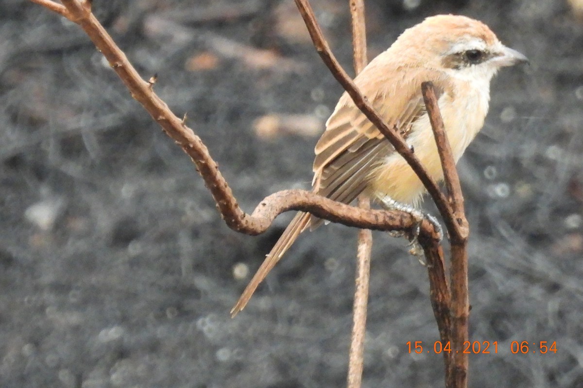 Brown Shrike - ML326432041