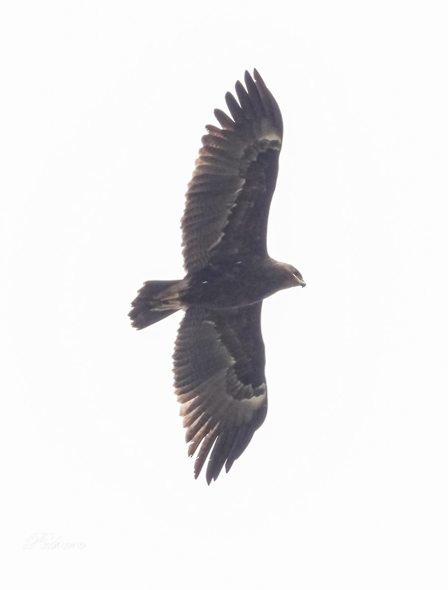 Greater Spotted Eagle - Pedram Khalili