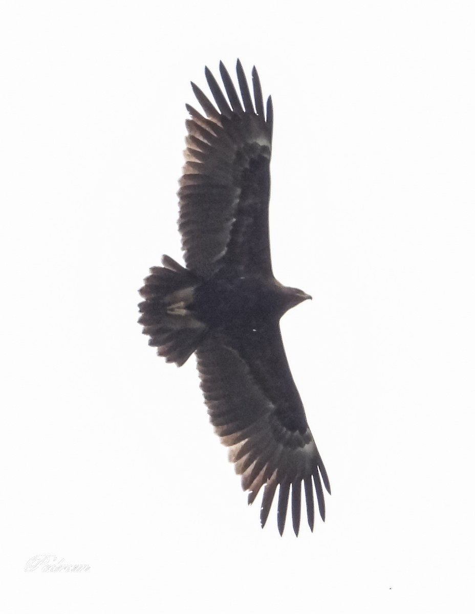 Greater Spotted Eagle - Pedram Khalili