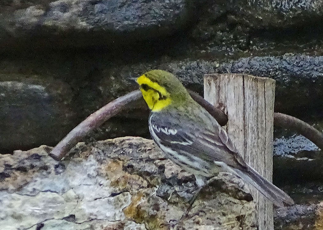 Golden-cheeked Warbler - Glenda Keilstrup