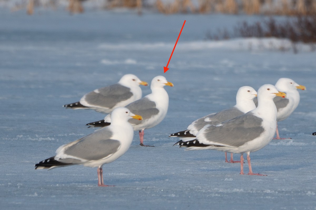 Herring Gull - Sulli Gibson