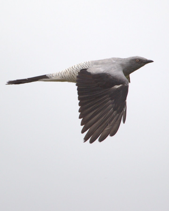 Ground Cuckooshrike - ML32643461