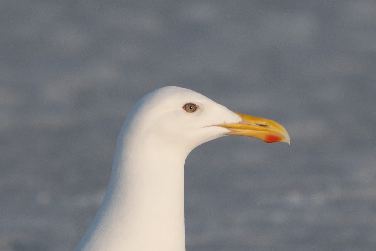 Herring x Glaucous-winged Gull (hybrid) - ML326437791