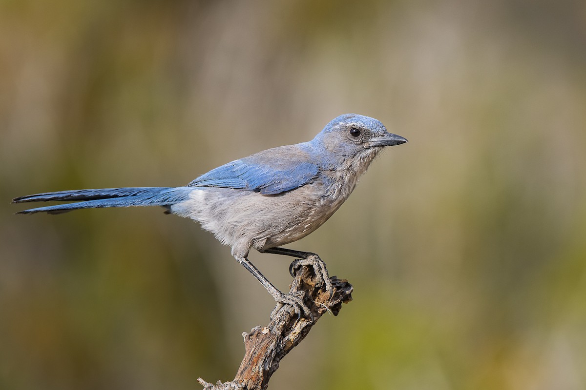 Woodhouse's Scrub-Jay - Fernando Ortega