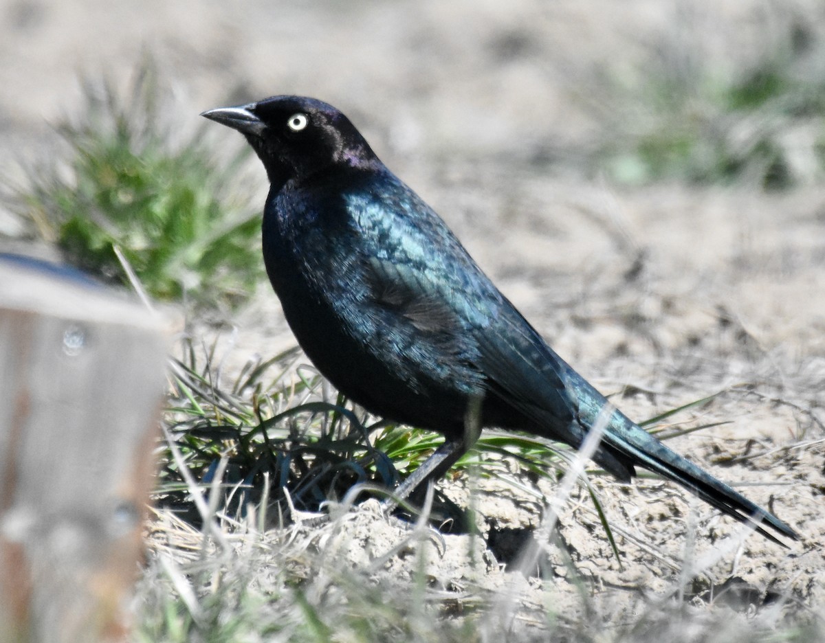 Brewer's Blackbird - ML326438201
