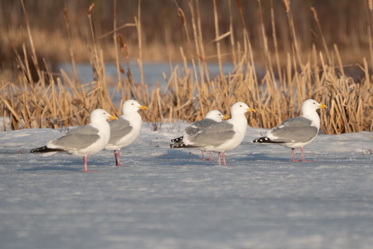 Herring x Glaucous-winged Gull (hybrid) - ML326438541