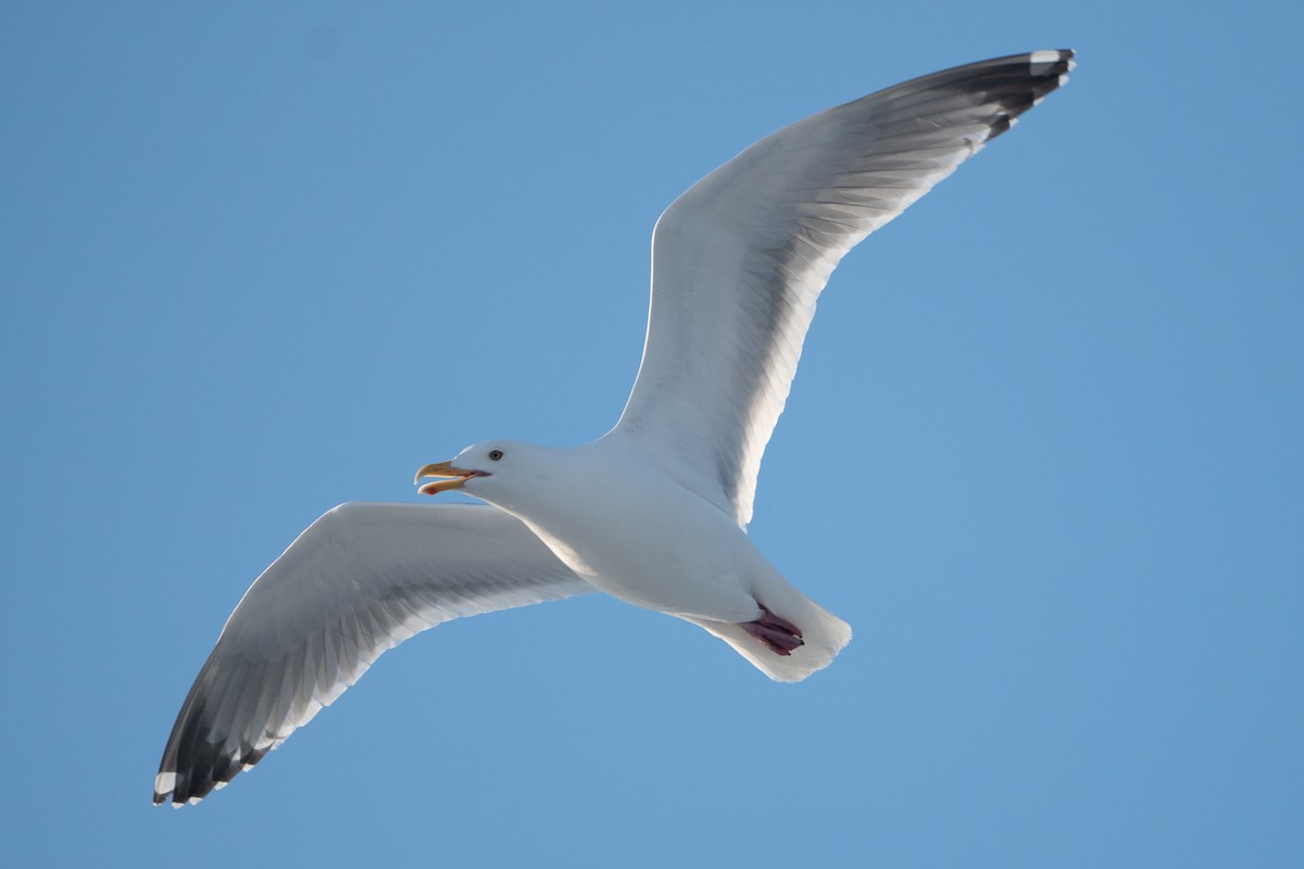 Herring x Glaucous-winged Gull (hybrid) - ML326438571