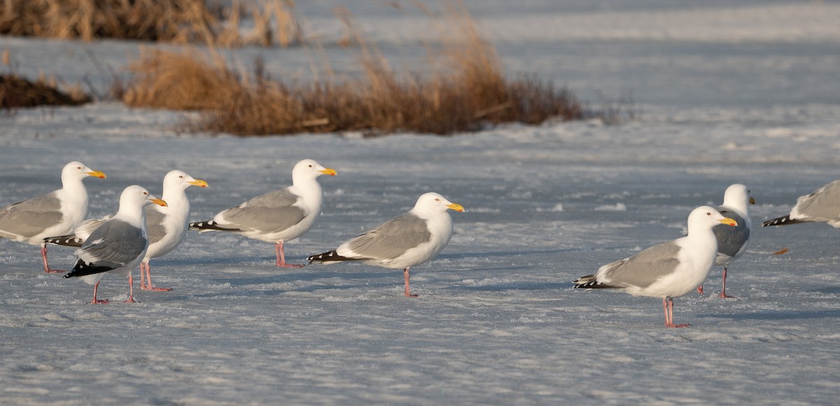 Herring x Glaucous-winged Gull (hybrid) - ML326438831