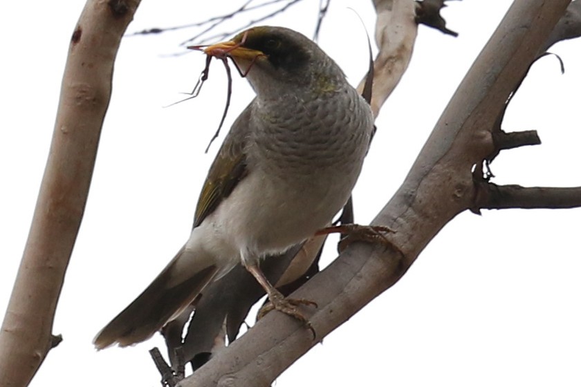 Black-eared Miner - Bill Twiss